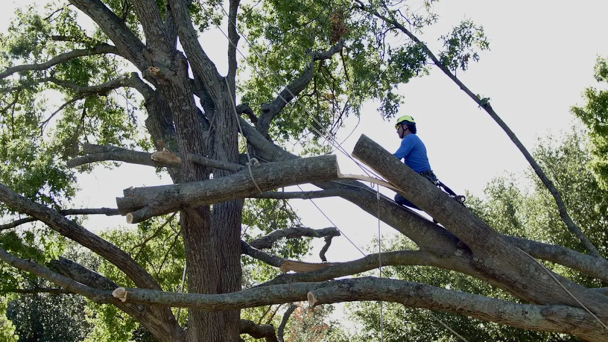Professional Crown Thinning performed by certified arborists in Hardtner